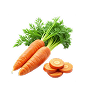 Carrot Root Extract