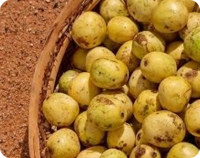 Marula Oil