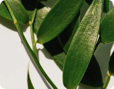 Tea Tree Oil